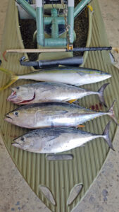 assorted fish caught in offshore fishing trip Hawaii